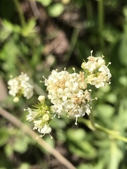 Centranthus