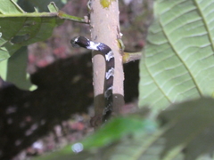 Sibon dimidiatus