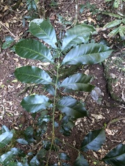 Dysoxylum fraserianum
