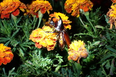 Xylotrupes mniszechi