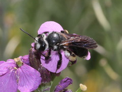 Andrena agilissima