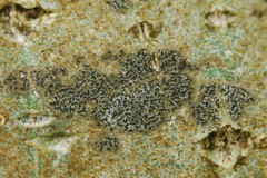 Pseudoschismatomma rufescens