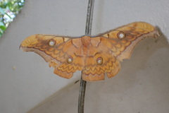 Antheraea frithi
