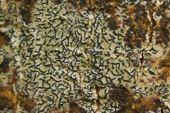 Alyxoria culmigena