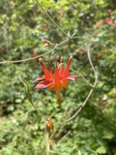 iNaturalist observation photo of western columbine