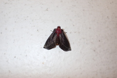 Toccolosida rubriceps