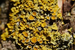 Xanthoria parietina
