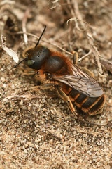 Osmia aurulenta