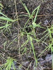 Carex garberi