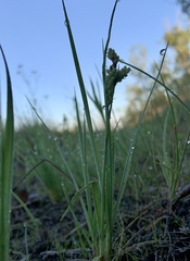 Carex garberi
