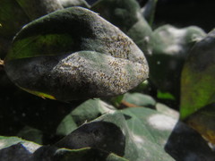 Erysiphe berberidis