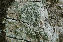 Lecanora chlarotera