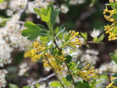 Ribes aureum