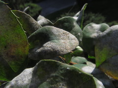 Erysiphe berberidis