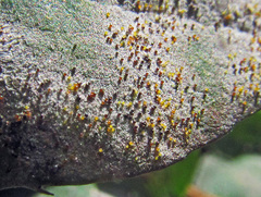 Erysiphe berberidis
