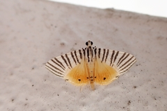 Dichocrocis zebralis