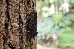 Penthicodes variegatus