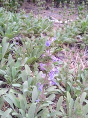 Salvia sonomensis