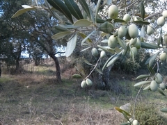Olea europaea