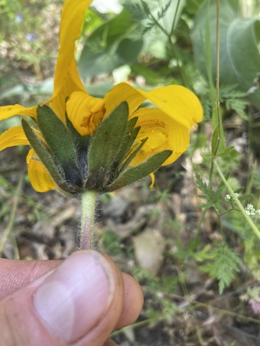 iNaturalist observation photo of narrowleaf mule-ears
