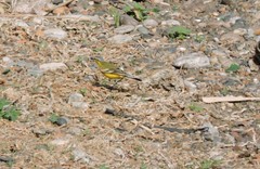 Motacilla flava