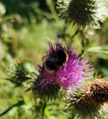 Bombus
