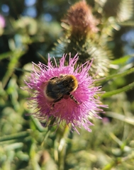 Bombus