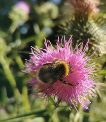 Bombus