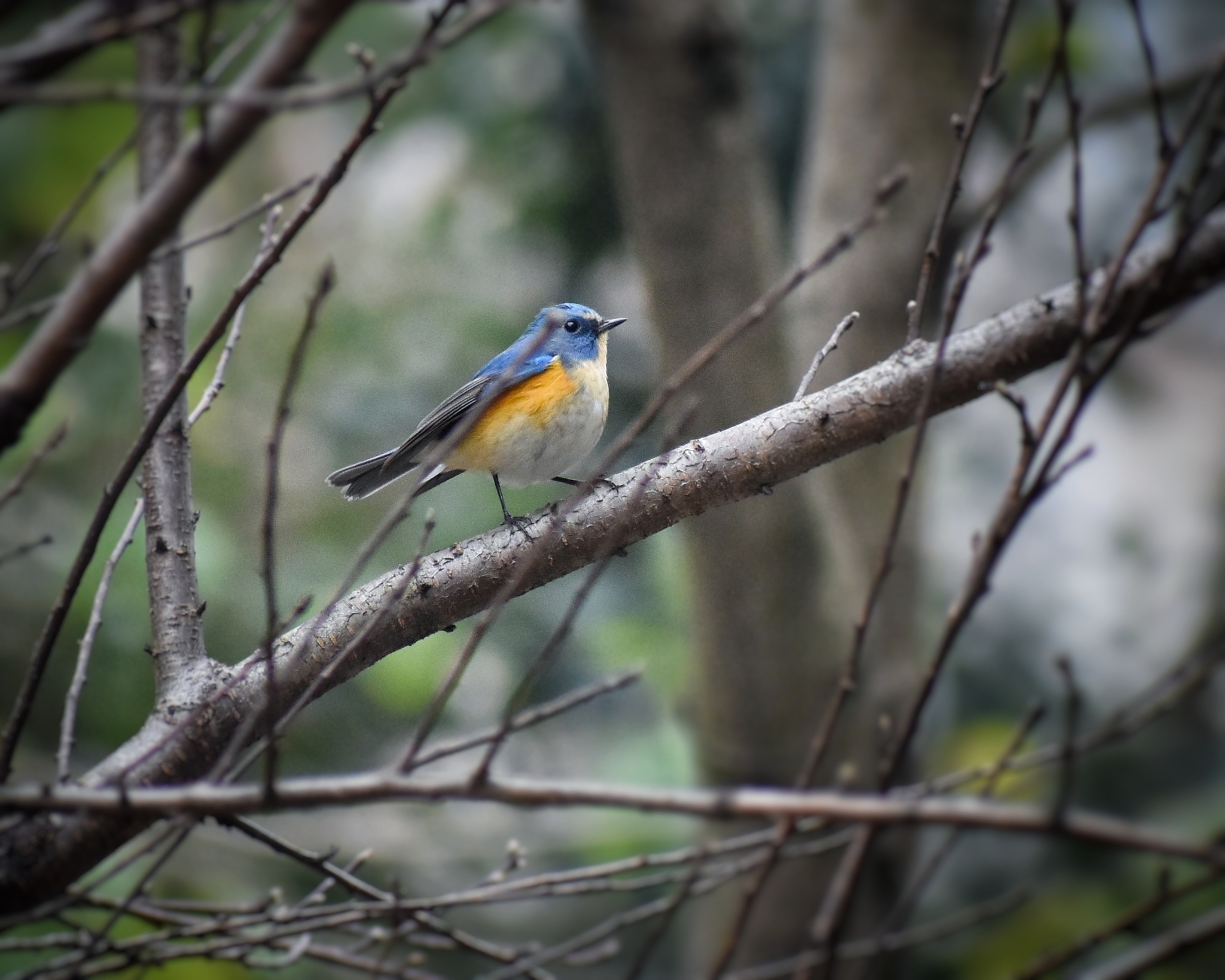Red-flanked Bluetail