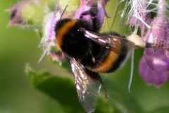 Bombus terrestris