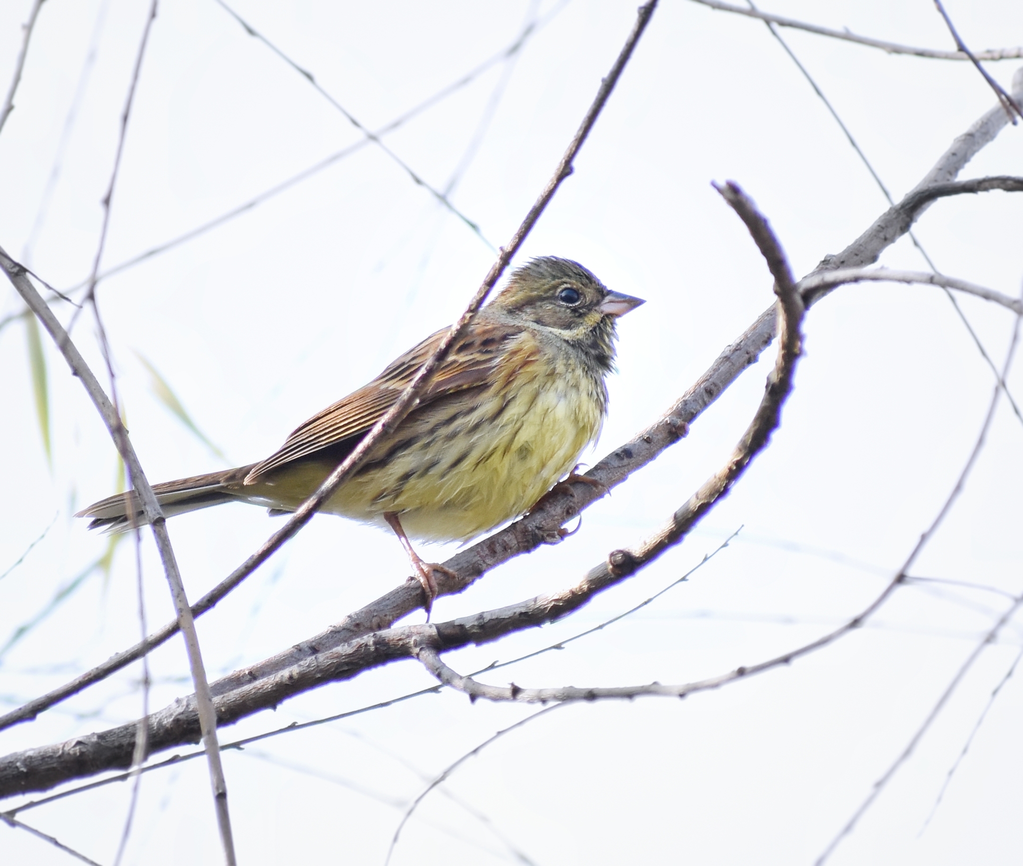 Black-faced Bunting