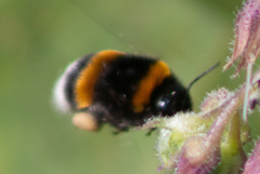 Bombus terrestris