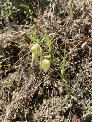 iNaturalist observation photo of White Globe Lily