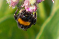 Bombus terrestris