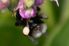 Bombus terrestris