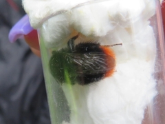 Bombus lapidarius