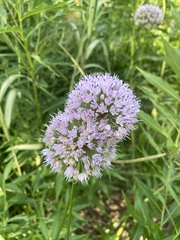 Rhizirideum