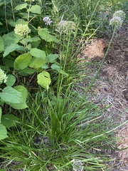 Rhizirideum