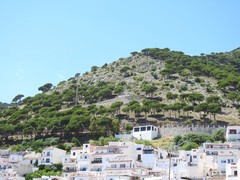 Pinus pinea