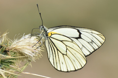 Aporia leucodice