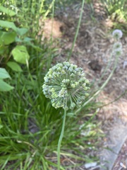 Rhizirideum