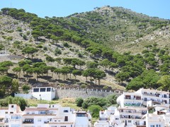 Pinus pinea