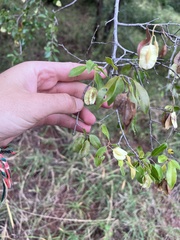 Pteleopsis myrtifolia