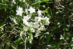 Solanum laxum