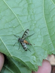 Furia ithacensis
