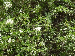 Solanum laxum