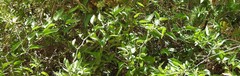 Solanum laxum