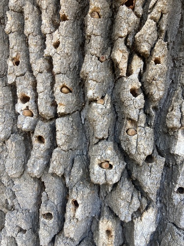 iNaturalist observation photo of Acorn Woodpecker