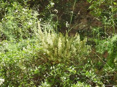 Solanum laxum