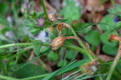 Puccinia symphyti-bromorum